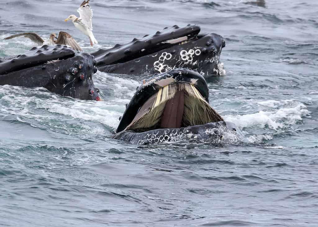 Megattera vicino a Cape Cod