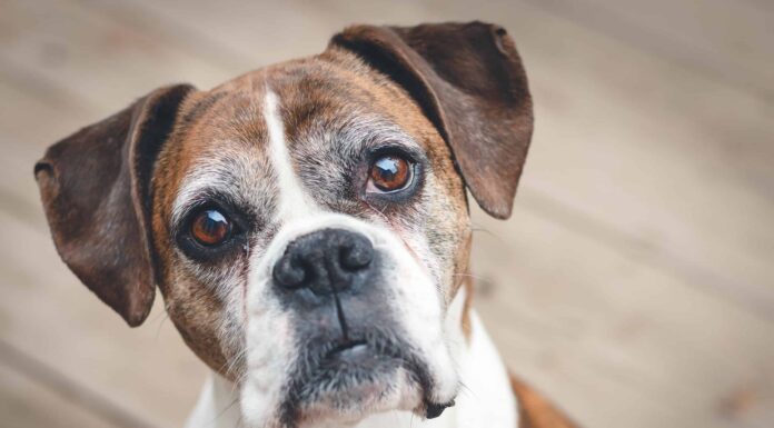Tipi più spaventosi di tumori della pelle nei cani
