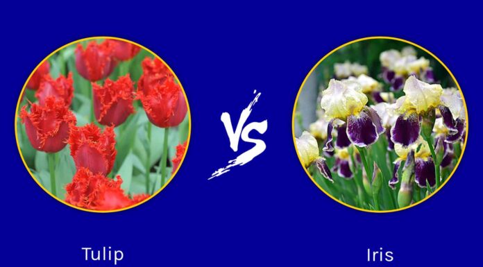 Tulip vs. Iris: bellezze primaverili da esplorare
