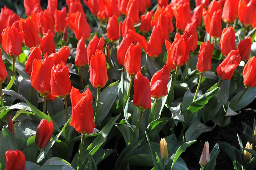Giardino pieno di tulipani rossi in fiore dell'imperatore