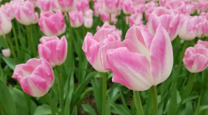 Tulipani che prosperano in Oregon
