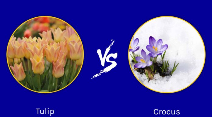 Tulipani contro Crocus: diversi segnali di primavera
