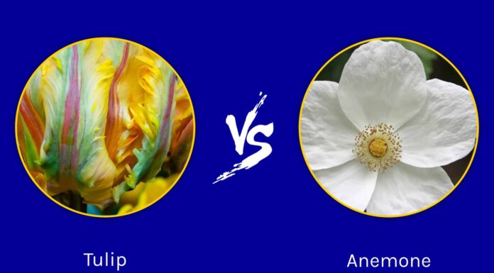 Tulipani contro anemoni: bellissime fioriture con significati molto diversi

