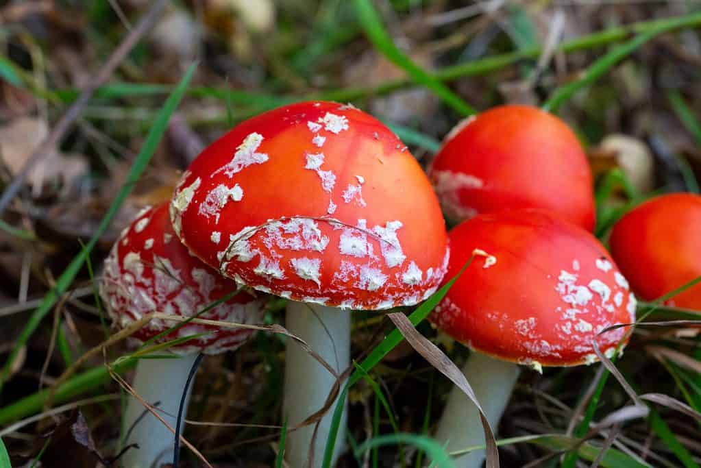 Amanita muscaria, fungo velenoso.  La foto è stata scattata sullo sfondo della foresta naturale.