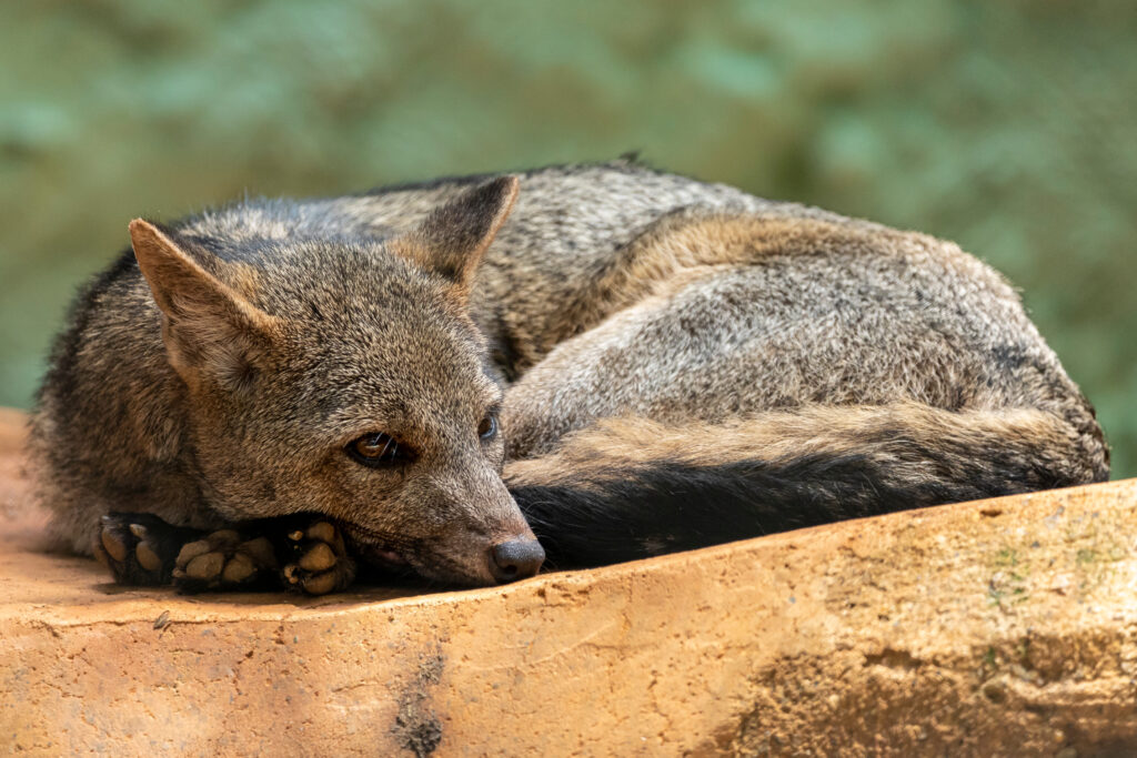 La volpe mangiatore di granchi (Cerdocyon thous), nota anche come volpe della foresta, volpe dei boschi, bushdog o maikong.