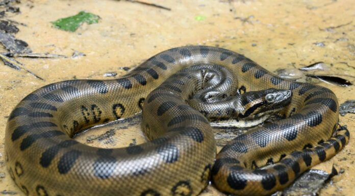 Wild Video cattura un anaconda più piccolo che fugge direttamente dalla bocca di un'enorme anaconda
