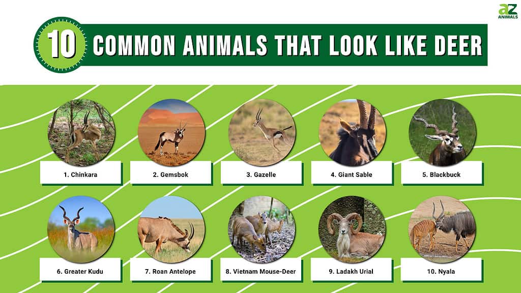 Infografica sugli animali comuni che assomigliano ai cervi