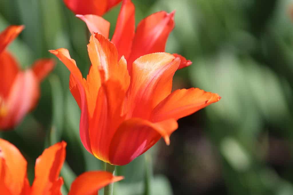 Tulipa 'Tempio della bellezza'