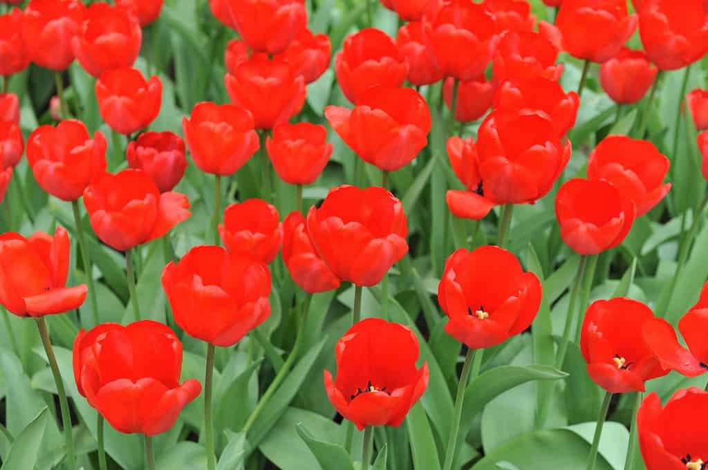 Tulipa 'impressione rossa'