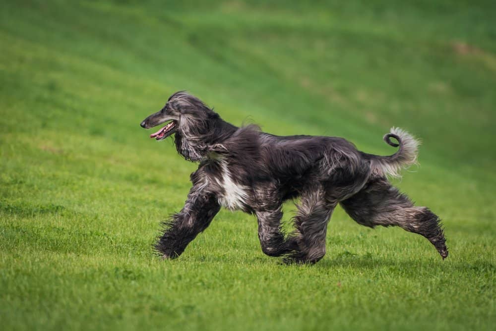 Levriero afgano (Canis lupus) - correndo nell'erba