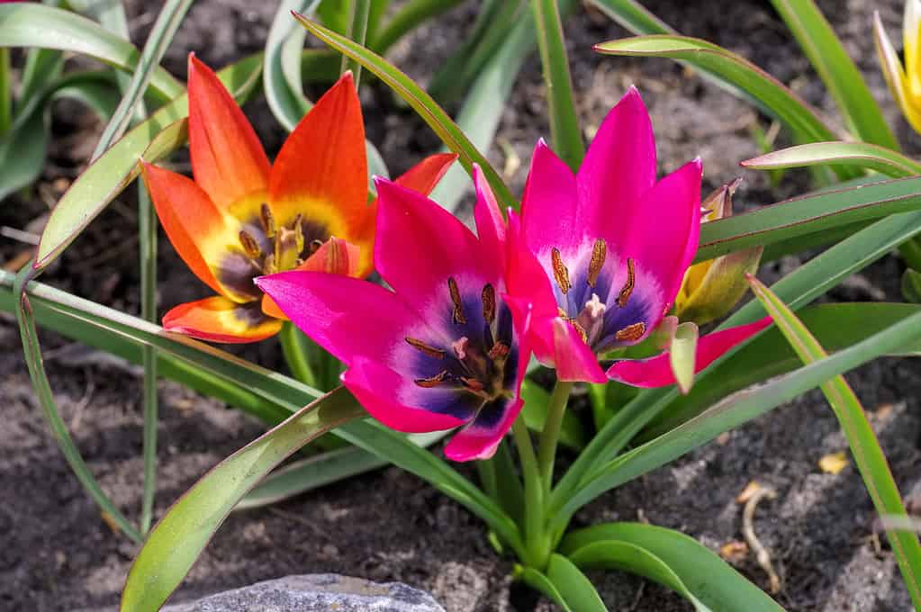 Tulipa Hageri 'Piccola bellezza'