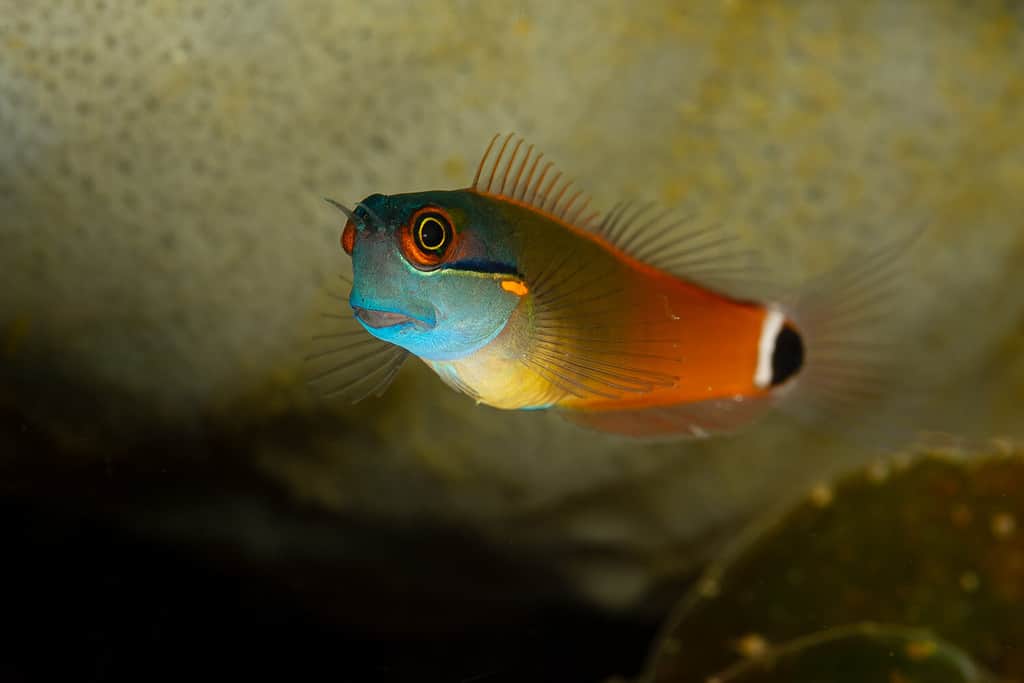 bavosa di pesce coralblenny dalla coda blu