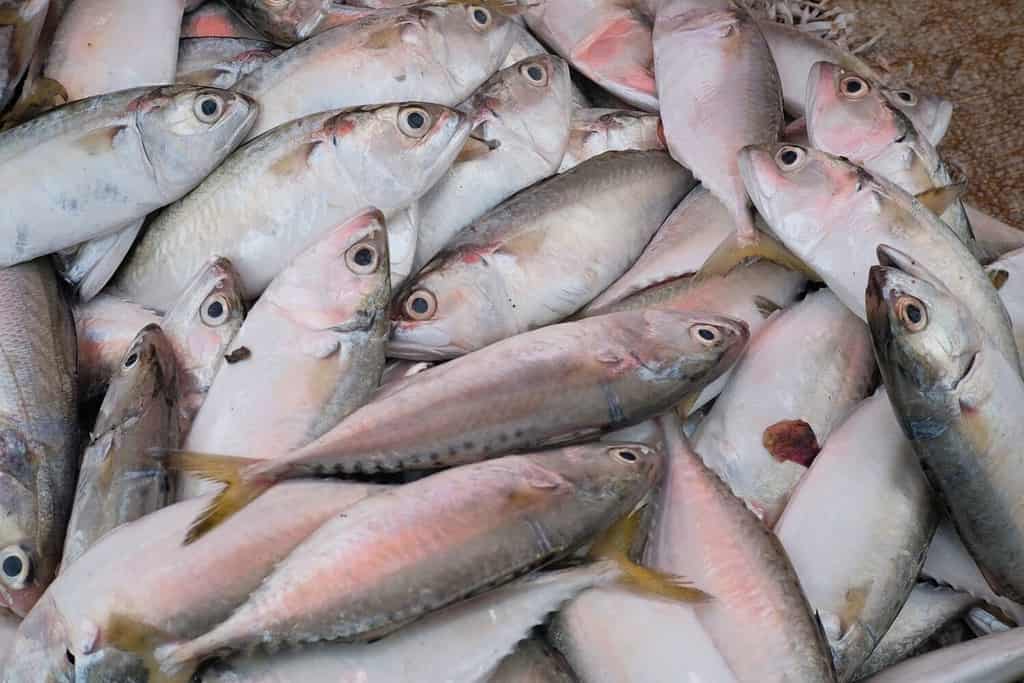 Banten, Indonesia - Nov 2022: Il pesce sgombro è un piccolo pesce pelagico che ha un valore economico medio, questa foto è stata scattata la mattina in uno dei mercati tradizionali in Indonesia