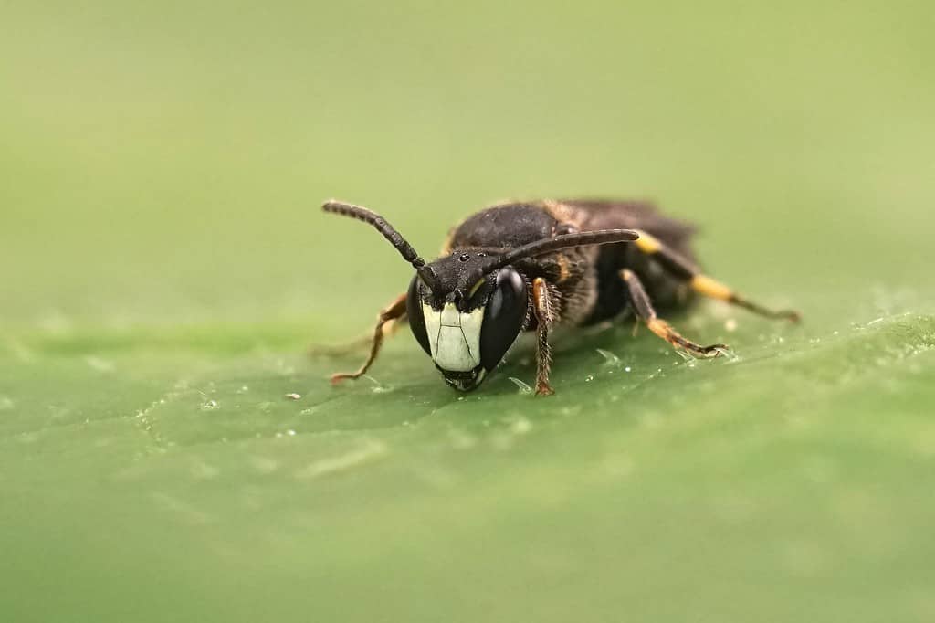 Primo piano naturale su una piccola ape gialla dalla faccia bianca, Hylaeus confusus seduto su una foglia verde