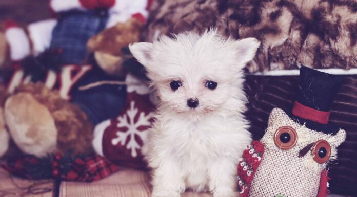 15 razze di cagnolini più adorabili
