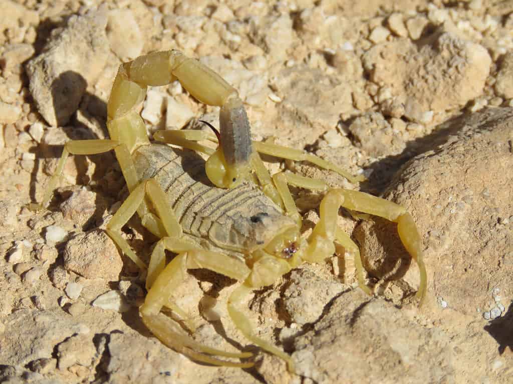 Deathstalker Scorpion nel deserto del Negev, Israele