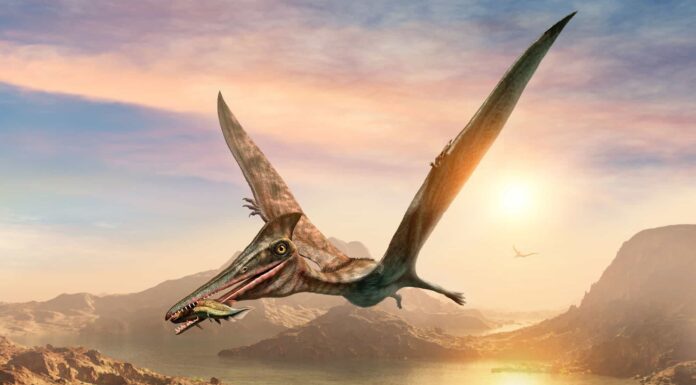 Scopri i nomi dei 10 dinosauri volanti più comuni
