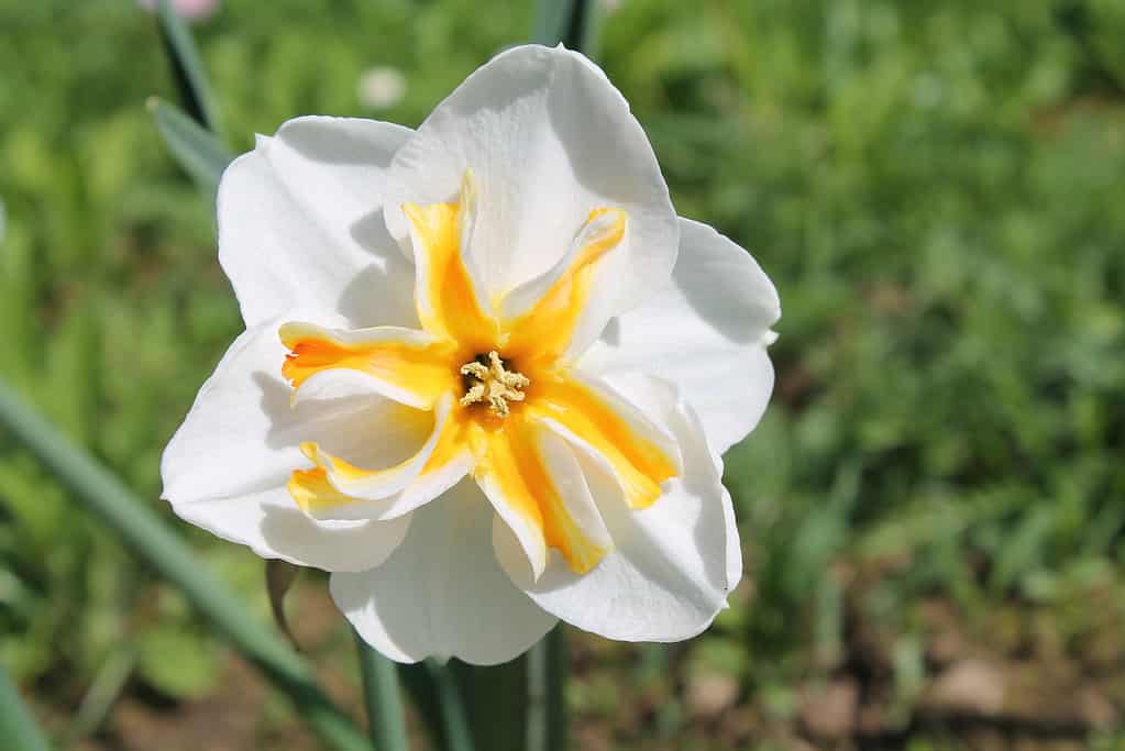 'Trepolo' Papillion Daffodil a coppa divisa