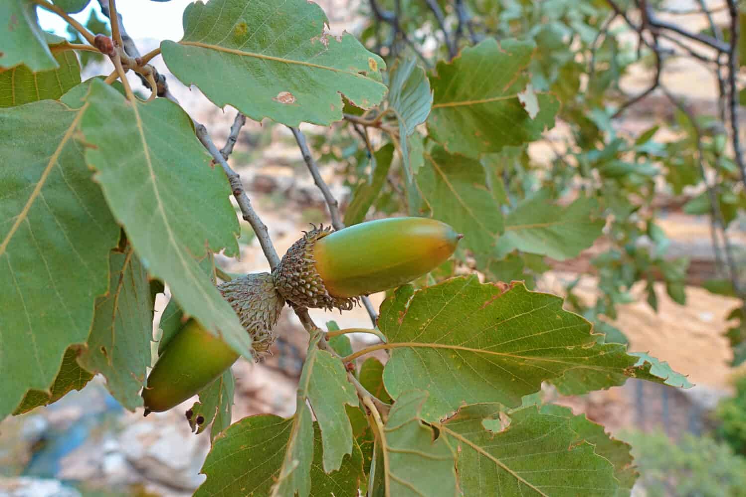 Quercus infectoria, la quercia di Aleppo in Lorestan, ghianda commestibile - Iran