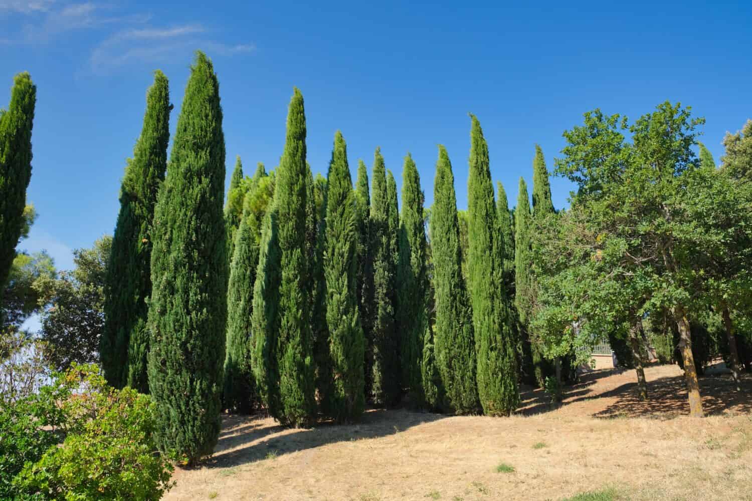 Il Cupressus sempervirens, il cipresso mediterraneo nel parco del Sud Italia 