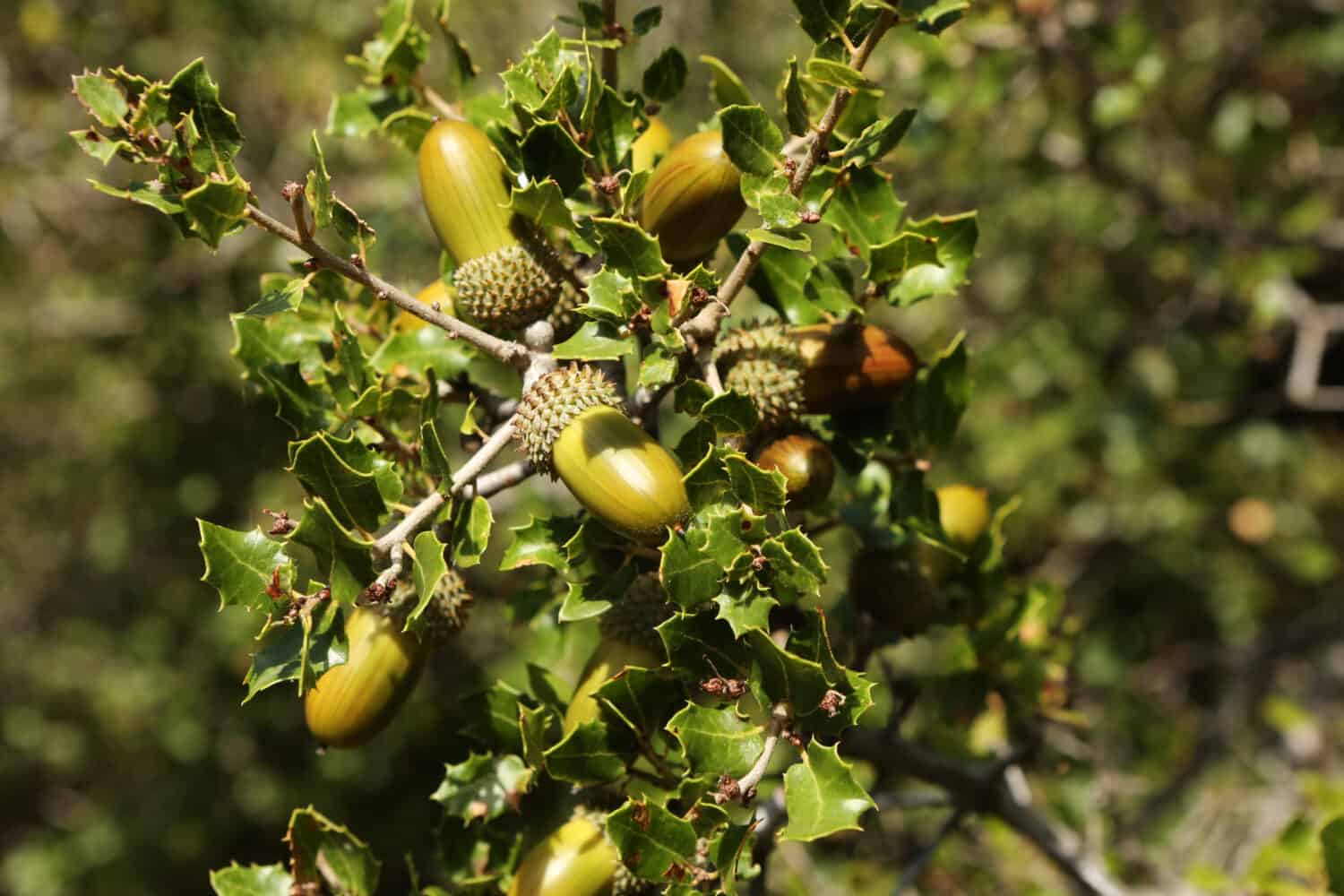 Foglie verdi spinose della quercia di Kermes Quercus coccifera