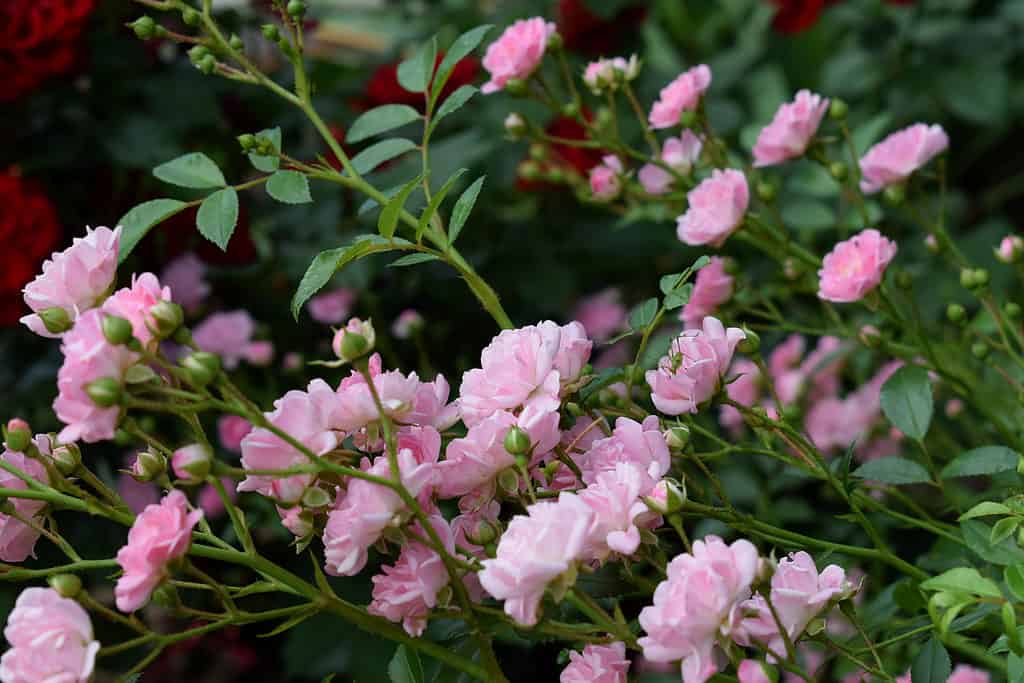 La rosa delle fate è un'ottima opzione per spazi da giardino compatti.