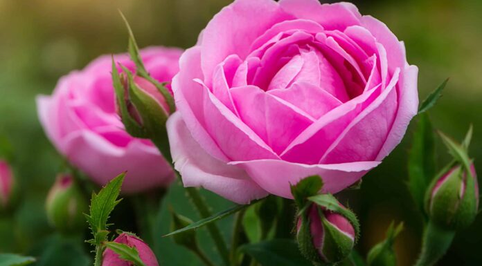 Scopri le 5 rose più belle che crescono in Virginia
