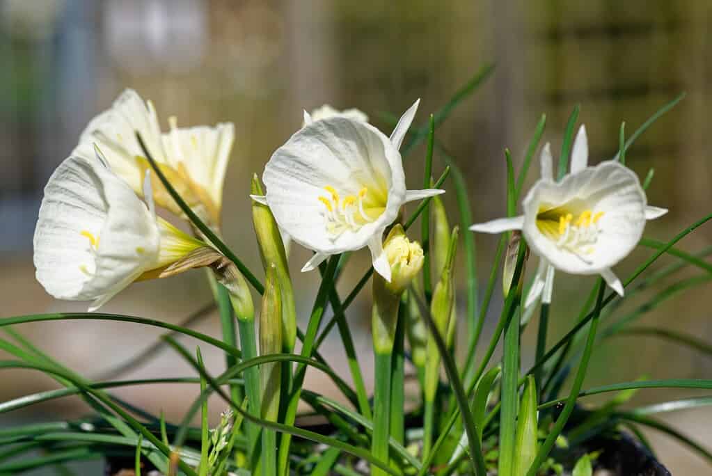 Narcisi Bulbocodium 'White Petticoat'