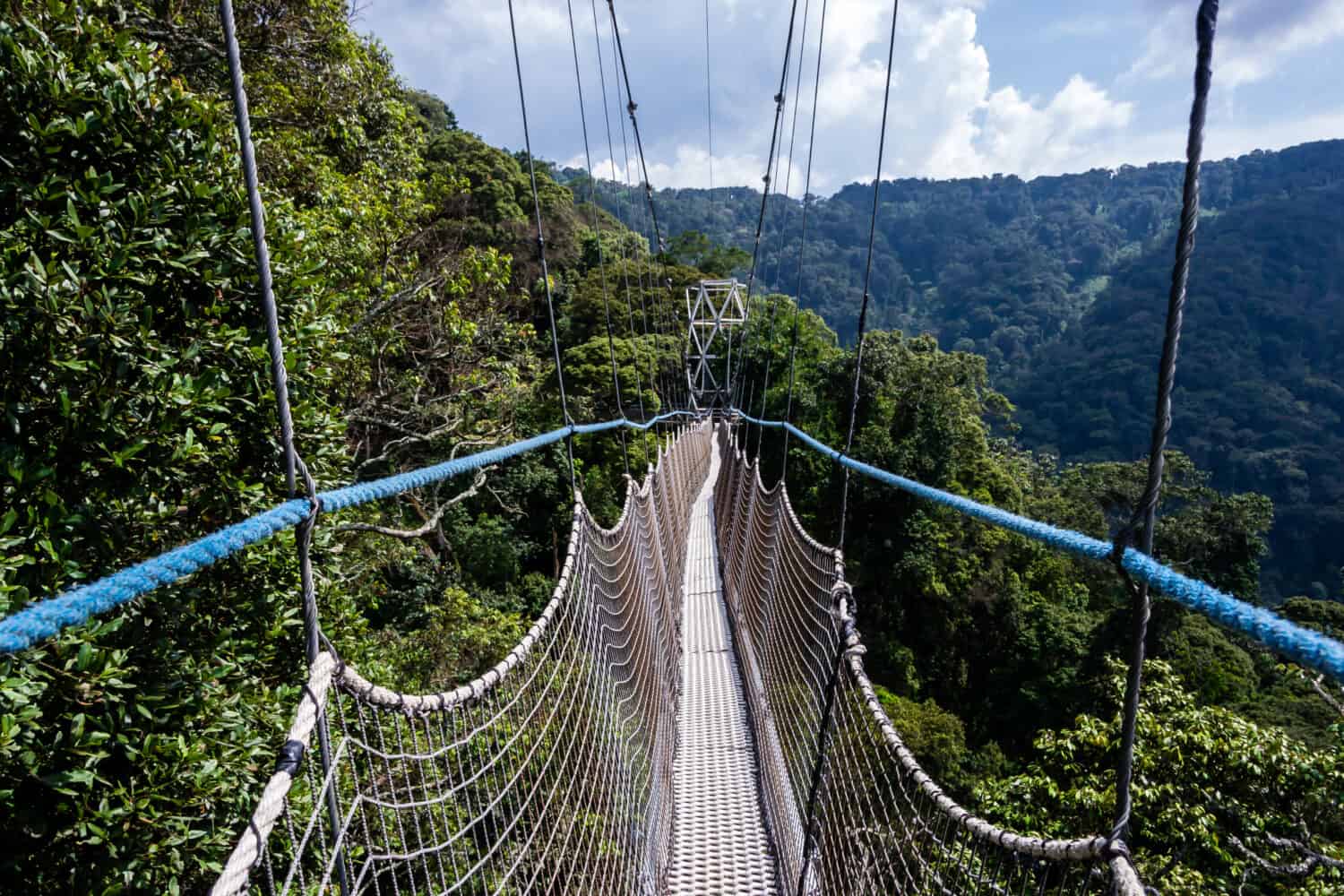 Giro del baldacchino della passerella, ponte nella foresta pluviale, Ruanda, parco nazionale di Nyungwe
