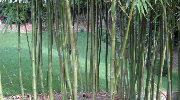 Bambù a New York: cosa devi sapere
