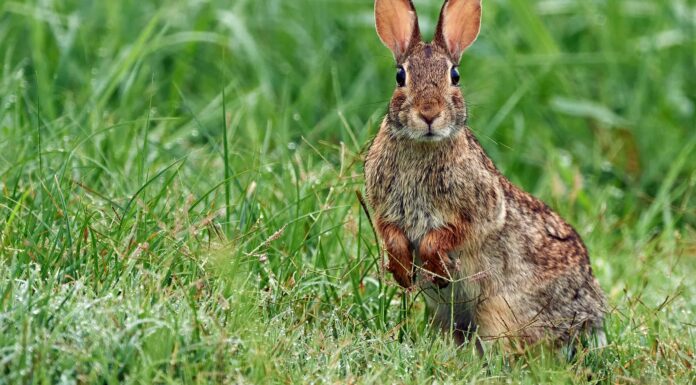 Tracce di coniglio e coniglio: guida all'identificazione per neve, fango e altro
