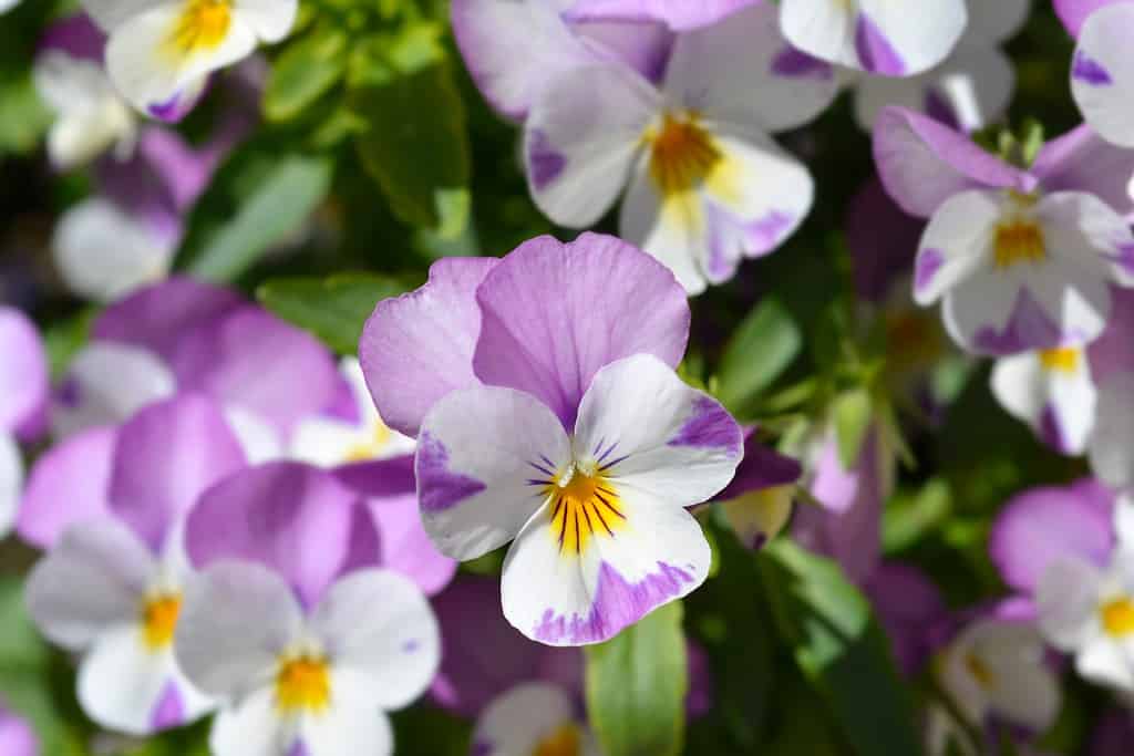 viole cornute