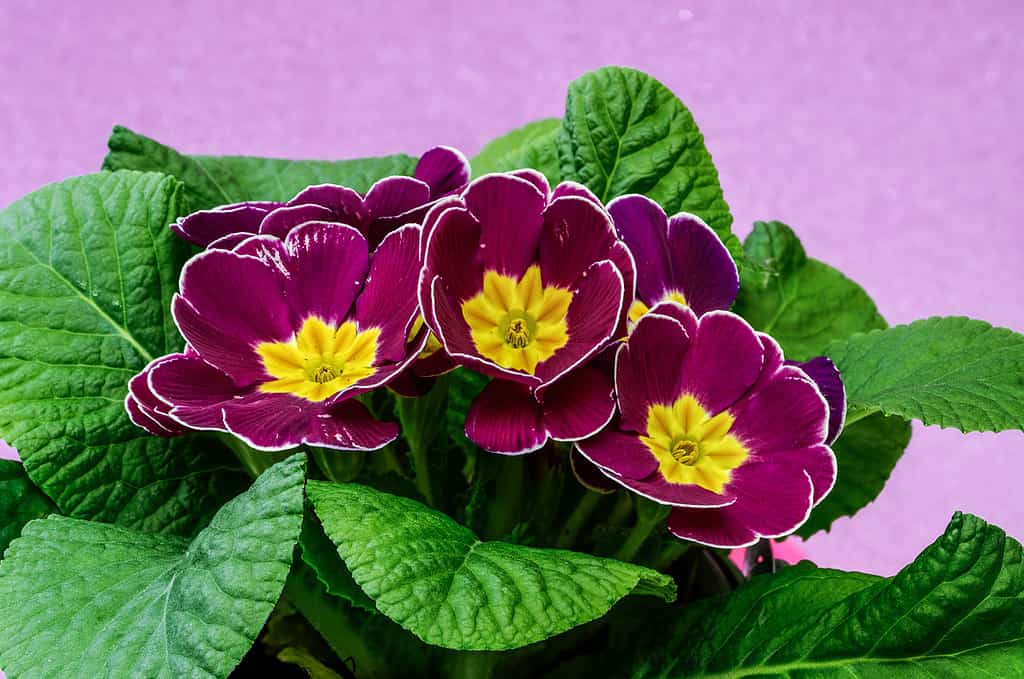 primula