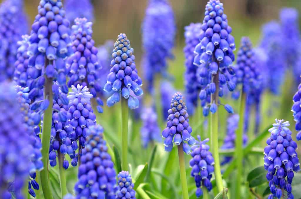 muscari