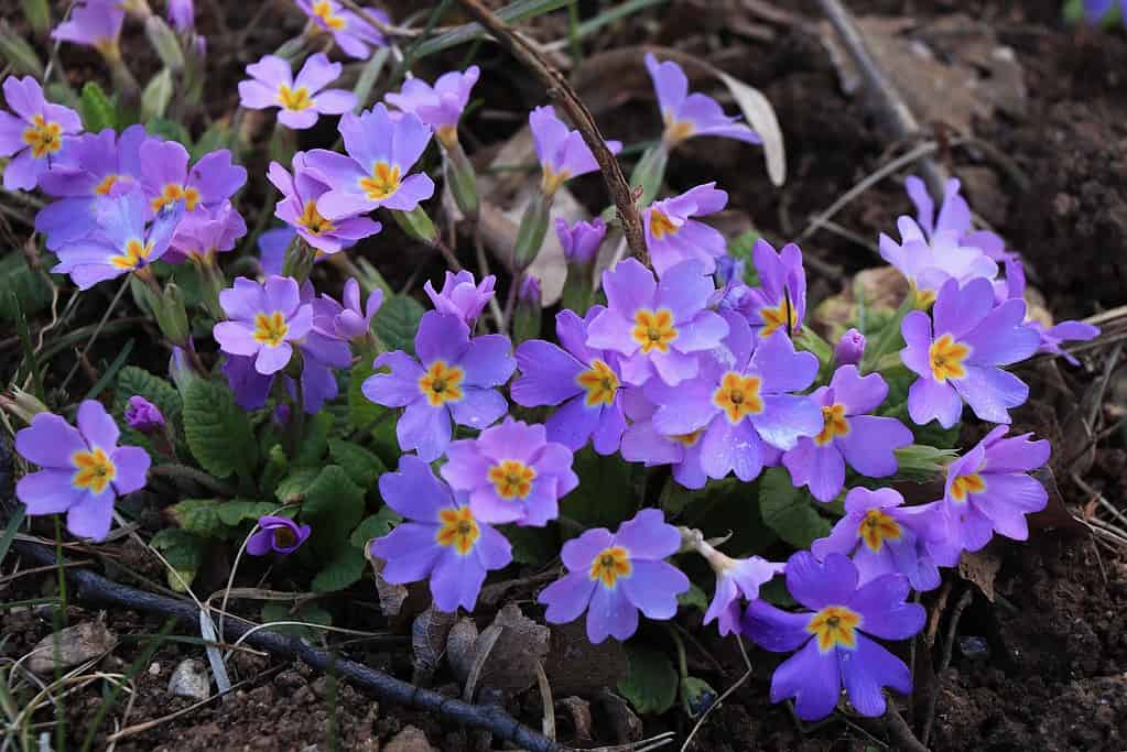 Primula acaulis