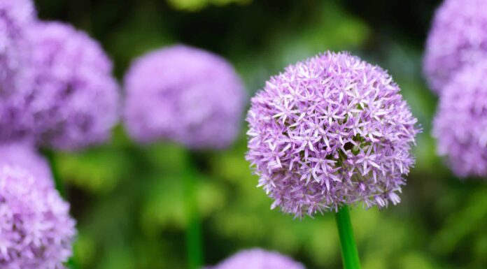 Scopri 15 fantastici fiori primaverili viola
