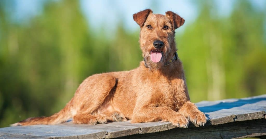 Cane Irish terrier sdraiato sul marciapiede