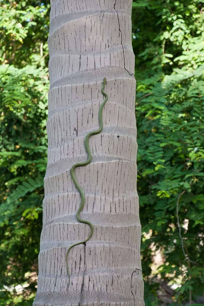 Fauna selvatica serpente verde arrampicata palma da cocco