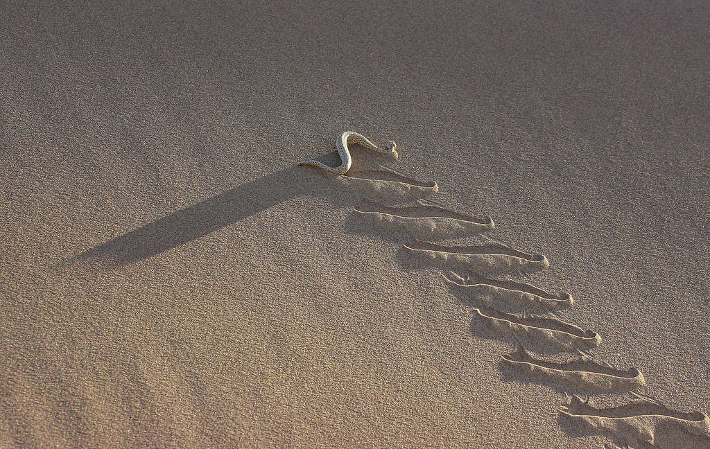 Un sidewinder - Bitis peringueyi - nel deserto del Namib, tracciando tracce che si arrampicano su una duna nella luce del tardo pomeriggio