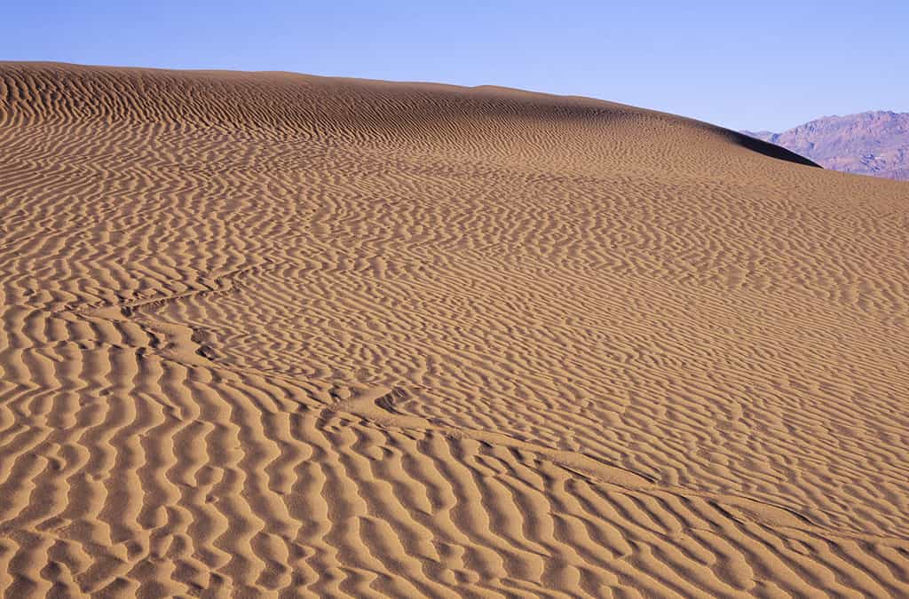 Traccia di serpente su una duna di sabbia nella Death Valley