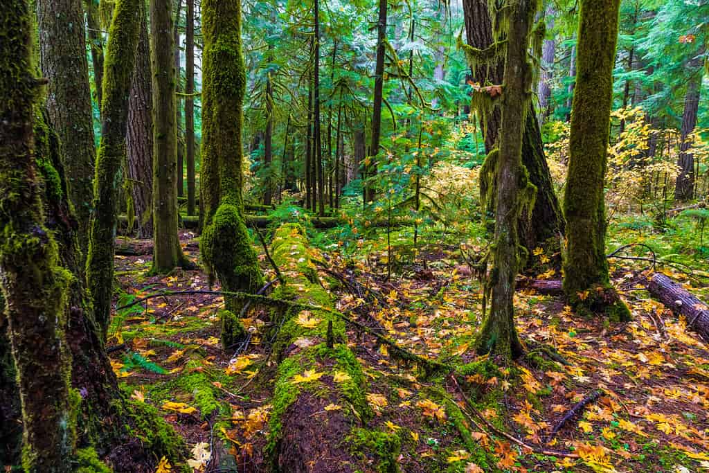 Foresta dell'Oregon nella foresta nazionale di Willamette