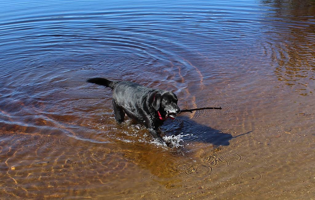 Canadian Labrador Retriever, o cane da acqua di San Giovanni