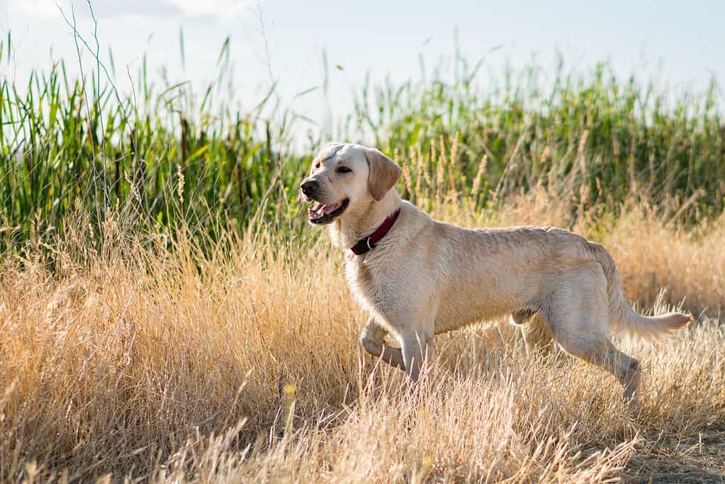 Indicare Labrador Retriever.