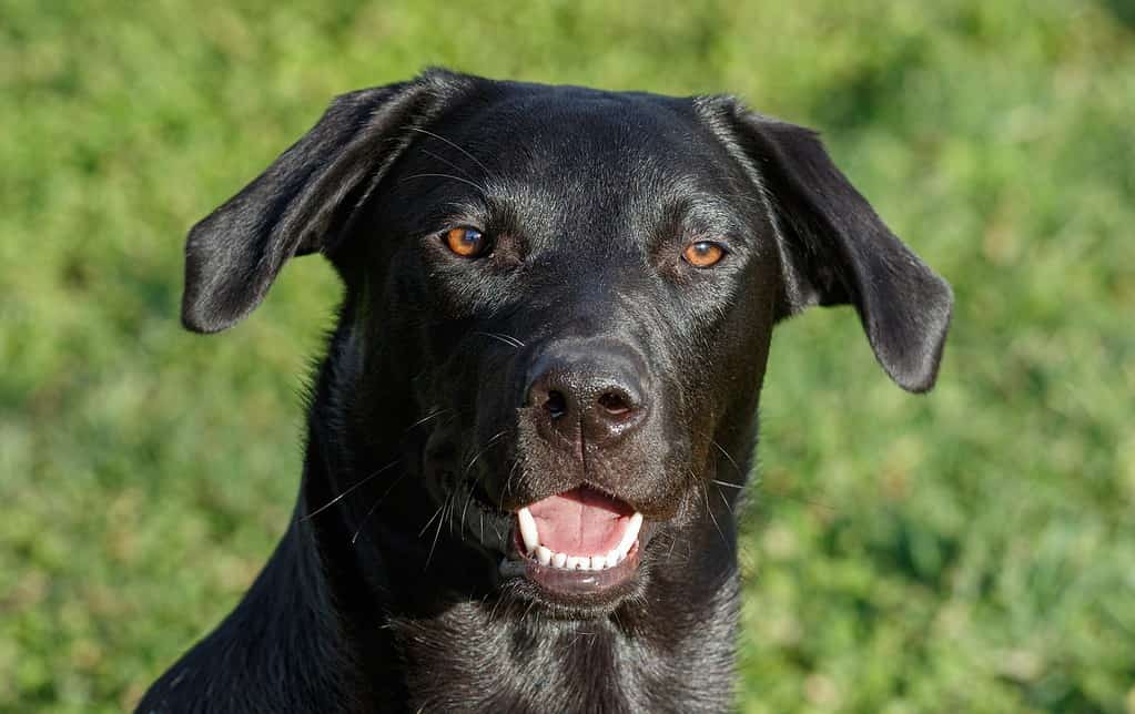 Labrador al lavoro