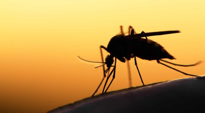 Come sbarazzarsi delle zanzare in casa: una guida passo dopo passo
