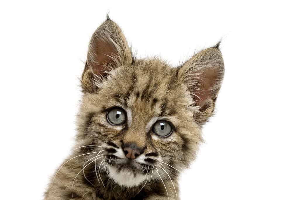 Bella faccia da gatto selvatico con gli occhi spalancati