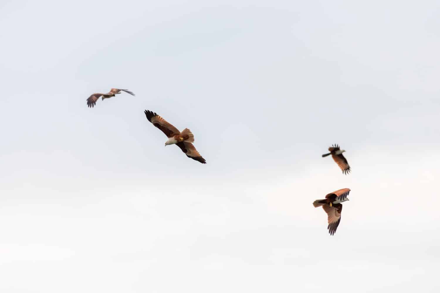 Uno stormo di falchi rossi che volano nel cielo a Chanthaburi, Thailandia.