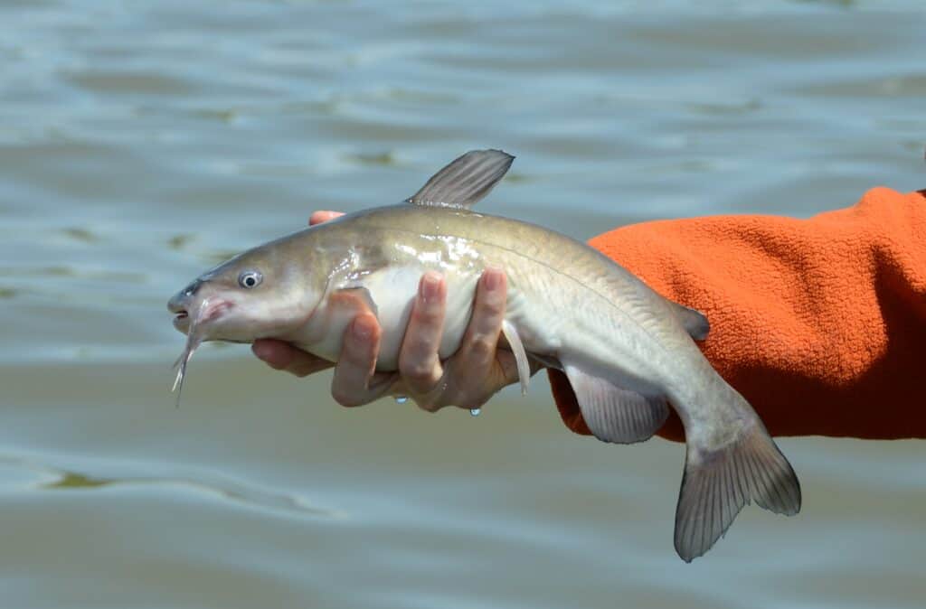 pesce gatto bianco