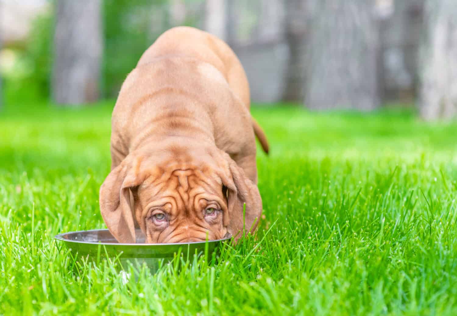 Il cucciolo di Bordeaux Mastiff beve acqua dalla ciotola di metallo sull'erba verde estiva.  Spazio vuoto per il testo