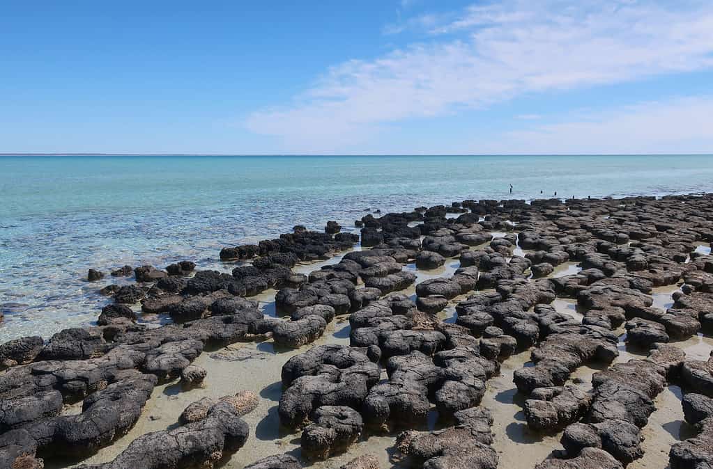 Piscina Hamelin, Shark Bay